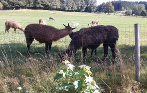 Lamas dans la montée de Berchigranges